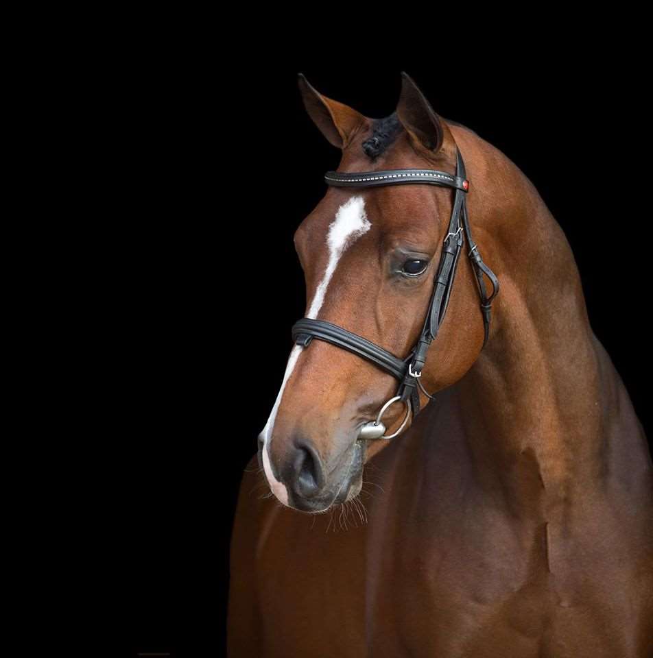 Johnnie Walker VDL - Stallion AI Services -  HBF Stud and Equestrian